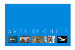 Indiv-aves-1