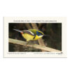 2 Magnetos Aves de Chile - Imagen 2