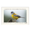 2 Magnetos Aves de Chile - Imagen 3