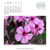 Calendario - Imagen 6