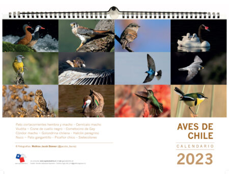 Calendario mural Aves de Chile